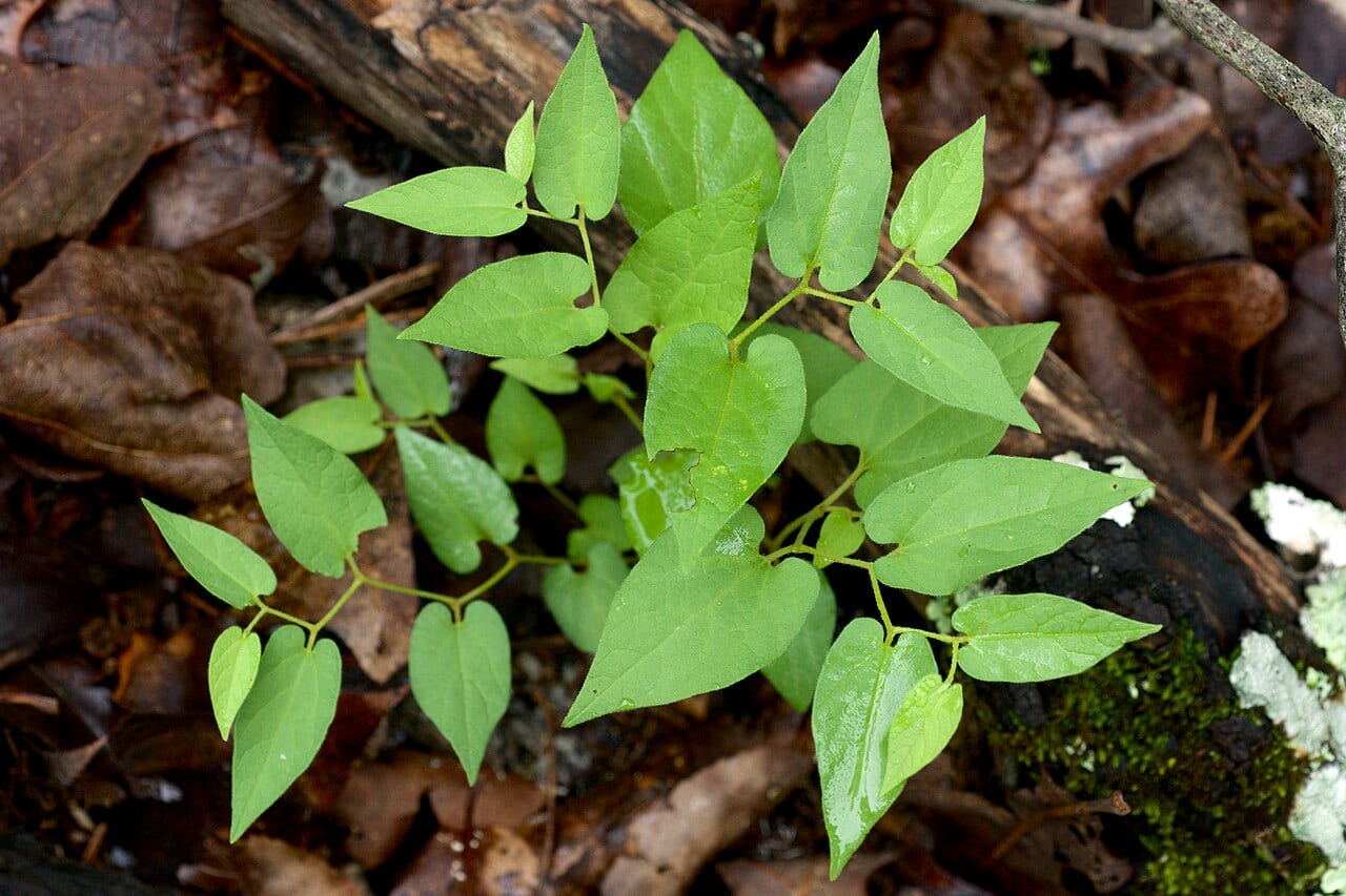 Virginia snakeroot (Aristolochia serpentaria)