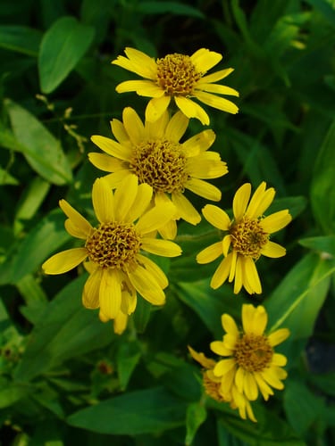 Chamisso arnica (Arnica chamissonis var. andina)