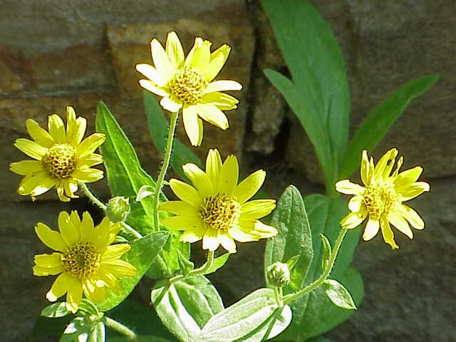 Chamisso arnica (Arnica chamissonis)