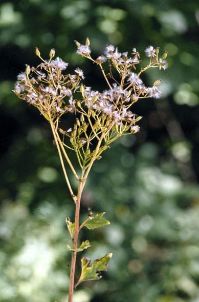 Pale indian plantain (Arnoglossum atriplicifolium)