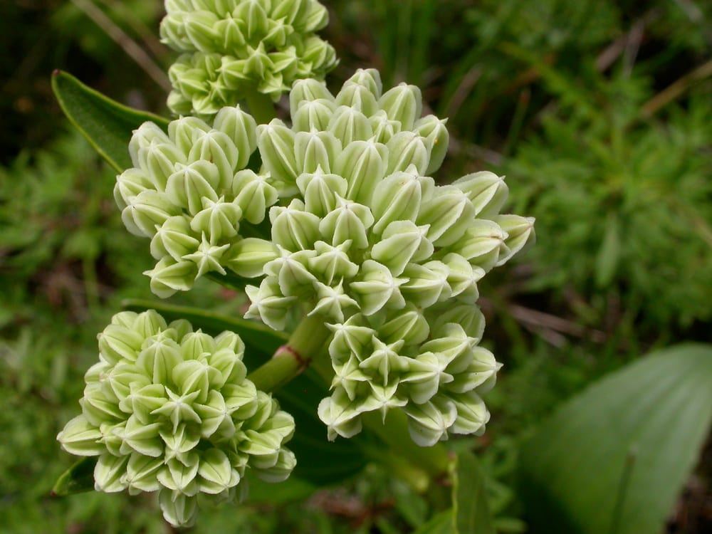 Groovestem indian plantain (Arnoglossum plantagineum)