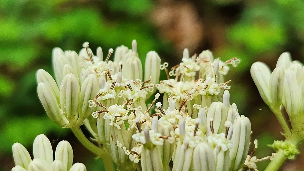 Great indian plantain (Arnoglossum reniforme)