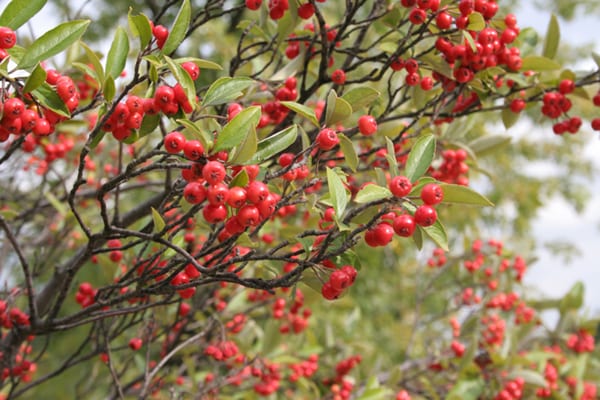 Red chokeberry (Aronia arbutifolia)