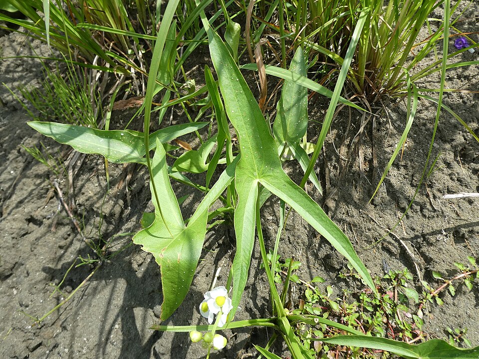 Broadleaf Arrowhead (Sagittaria latifolia) showing classic arrowhead-shaped leaves and white flowers in whorls