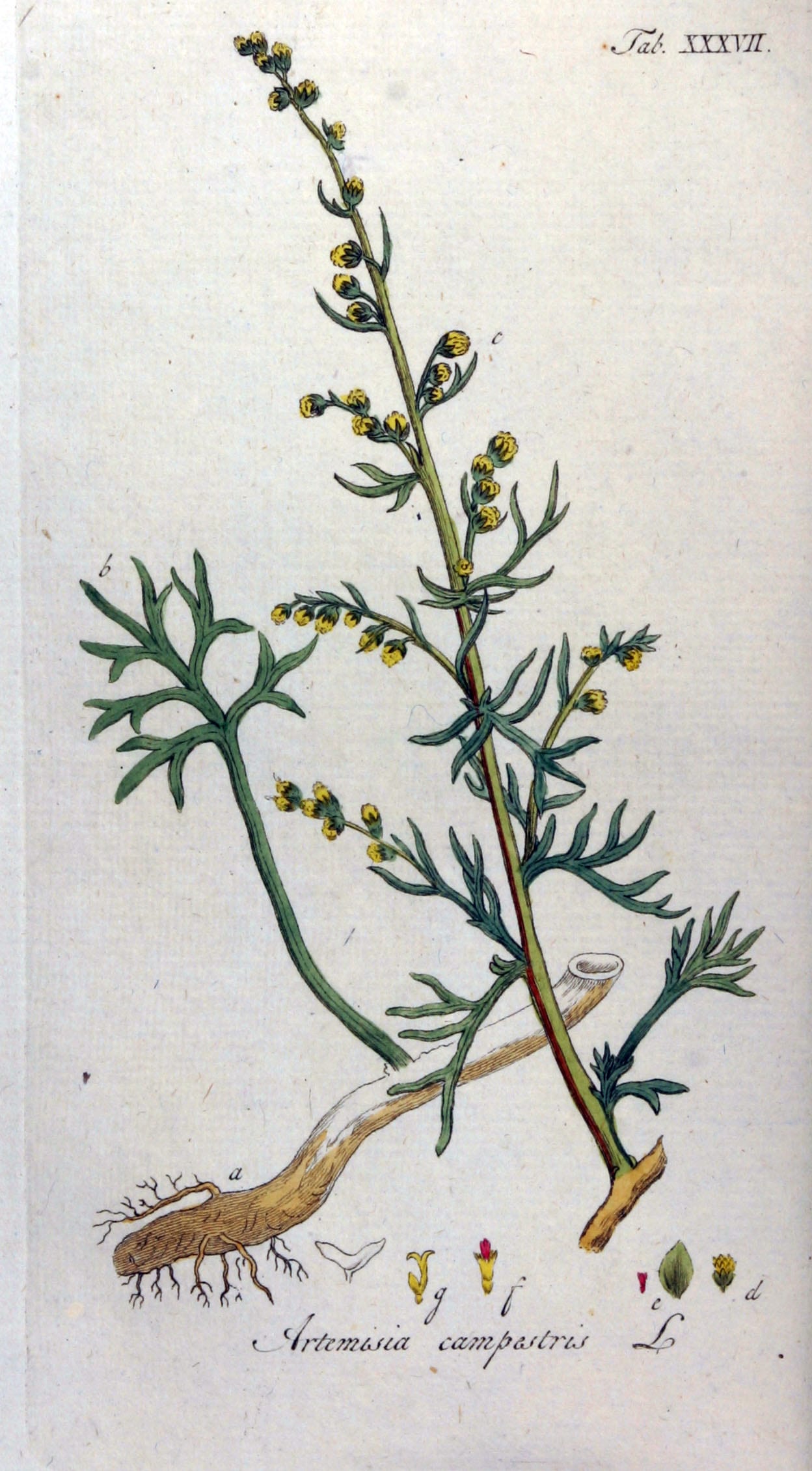 Field sagewort (Artemisia campestris)