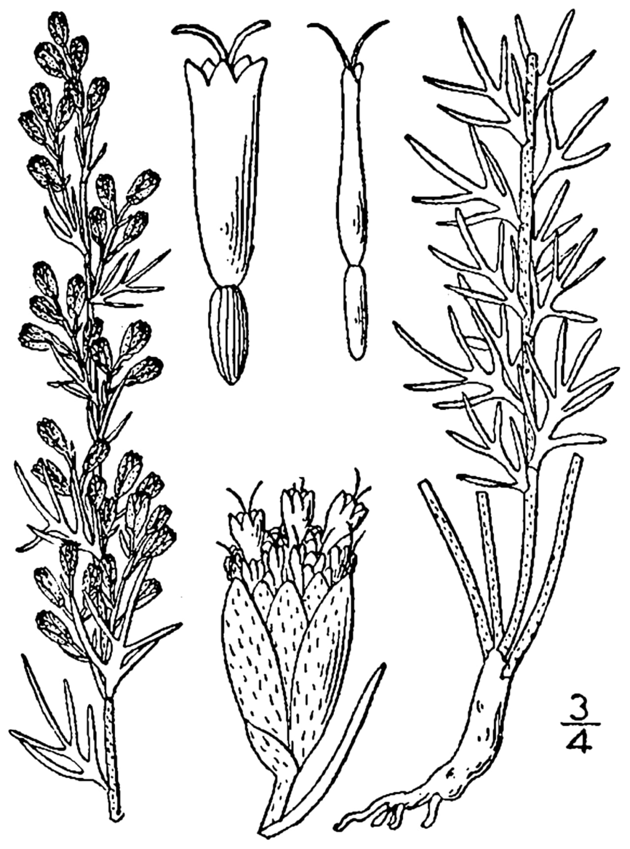 Carruth's sagewort (Artemisia carruthii)