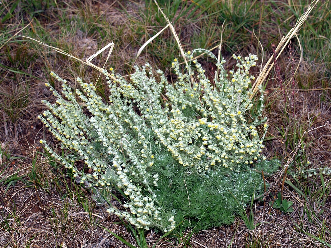 Prairie sagewort (Artemisia frigida)