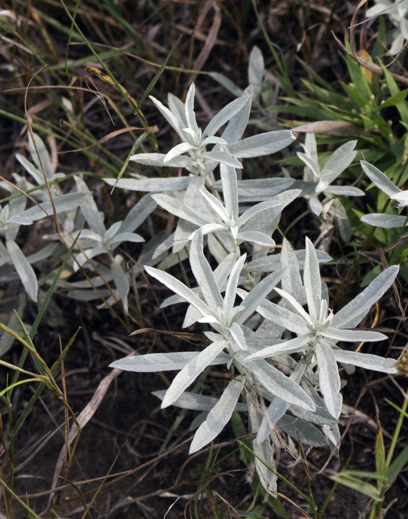 White sagebrush (Artemisia ludoviciana ssp. ludoviciana)