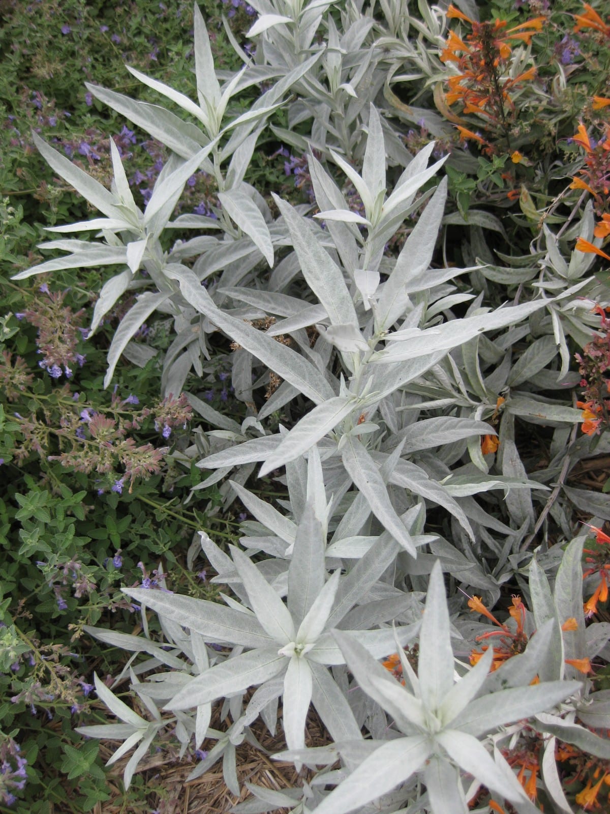 Louisiana artemisia (Artemisia ludoviciana)