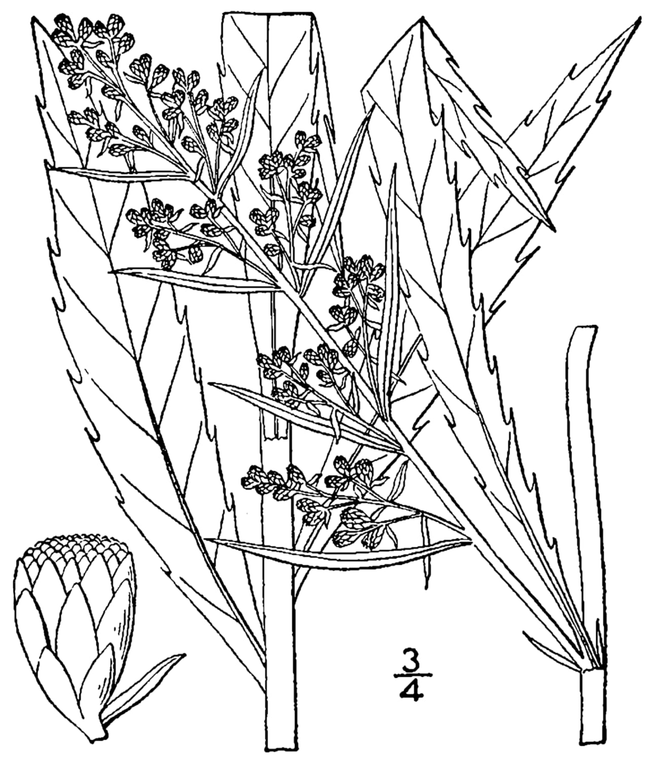Sawtooth wormwood (Artemisia serrata)