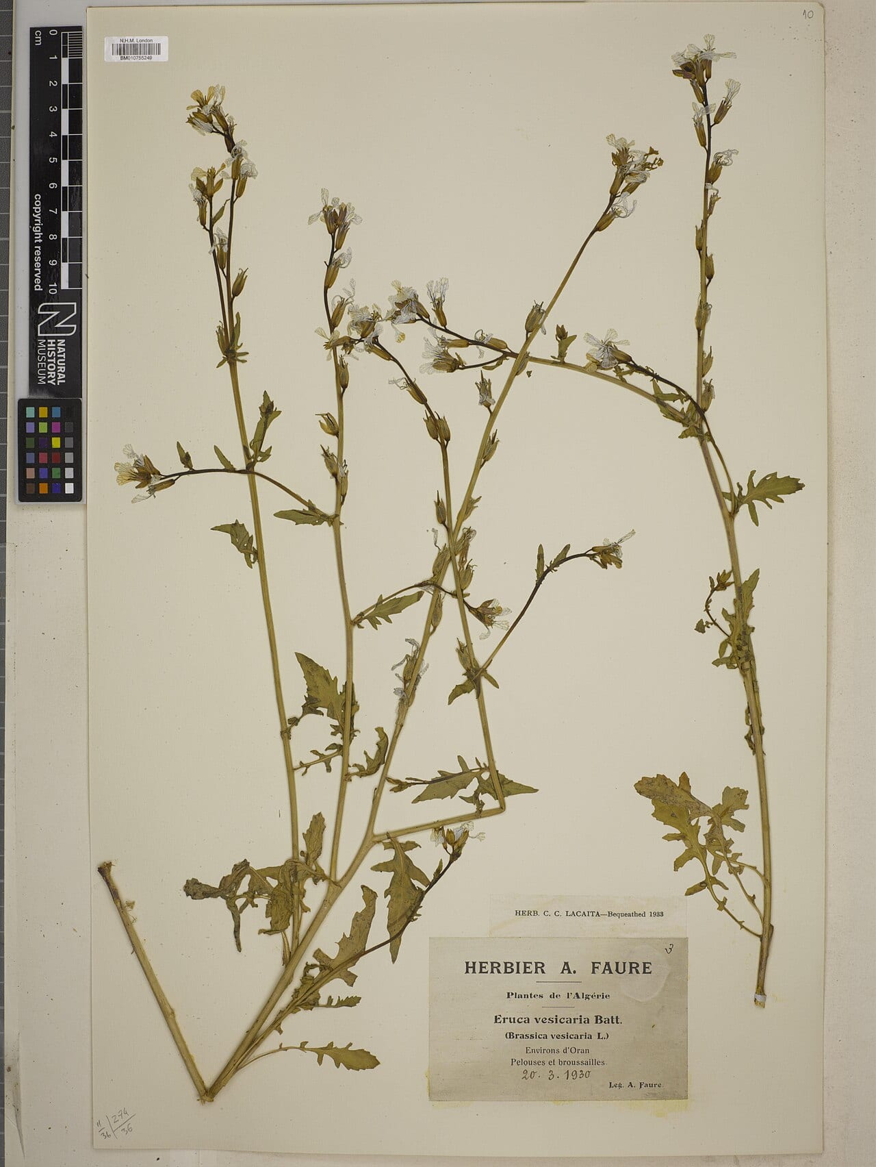 Arugula (Eruca vesicaria subsp. sativa)