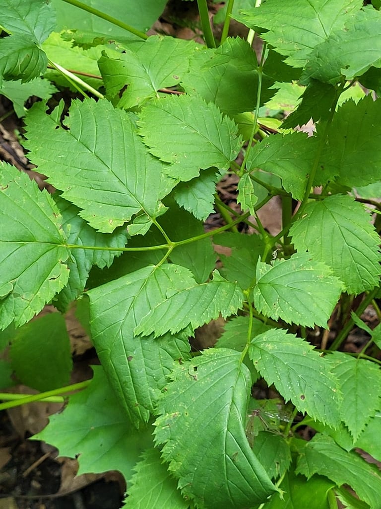 Bride's feathers (Aruncus dioicus var. dioicus)