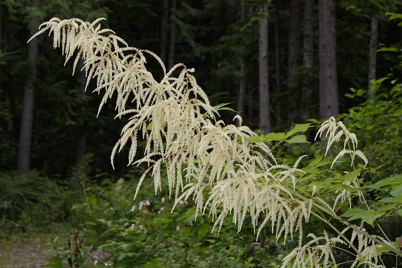 Bride's feathers (Aruncus dioicus)