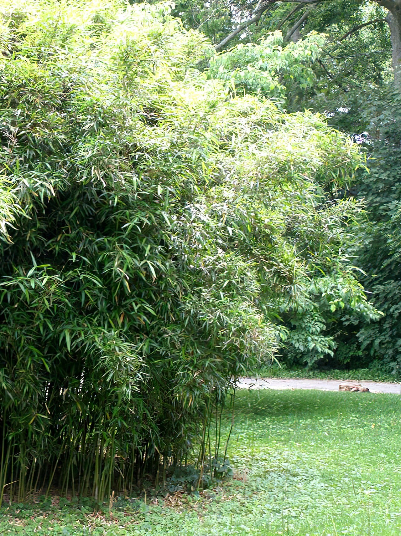 Giant cane (Arundinaria gigantea)