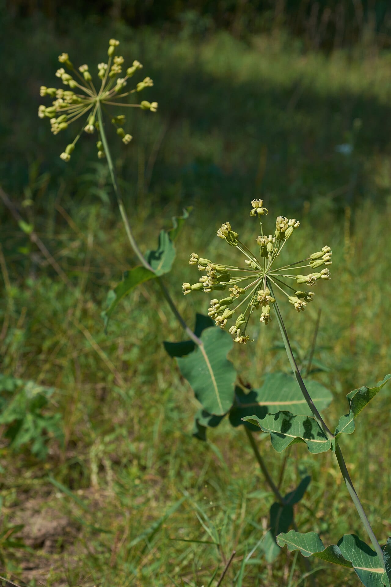 Clasping milkweed (Asclepias amplexicaulis)
