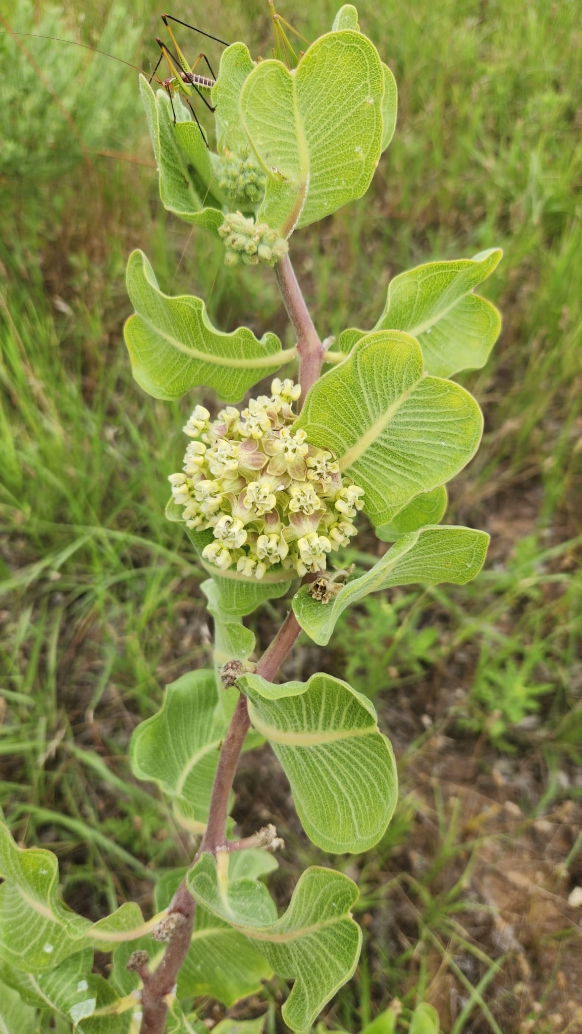 Sand milkweed (Asclepias arenaria)