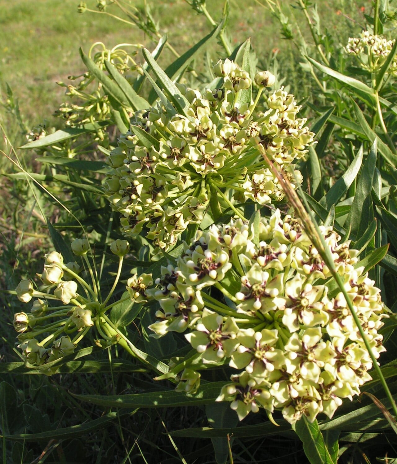 Antelope-horns (Asclepias asperula)