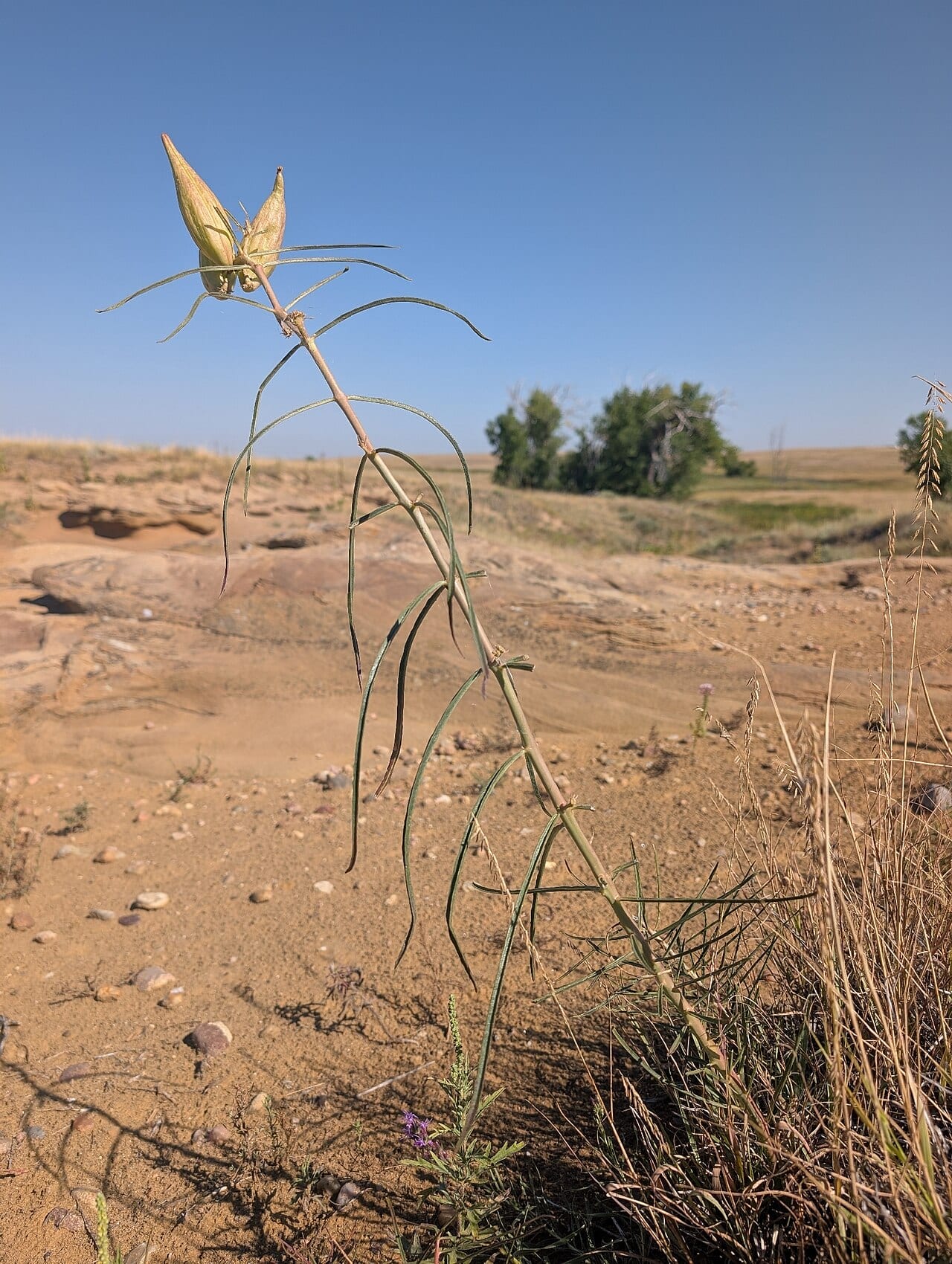 Engelmann's milkweed (Asclepias engelmanniana)