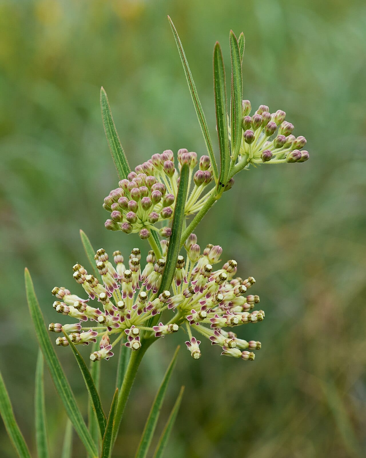 Green milkweed (Asclepias hirtella)