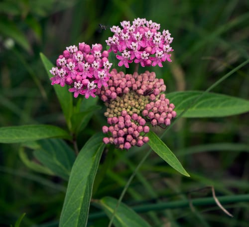 Swamp milkweed (Asclepias incarnata ssp. incarnata)