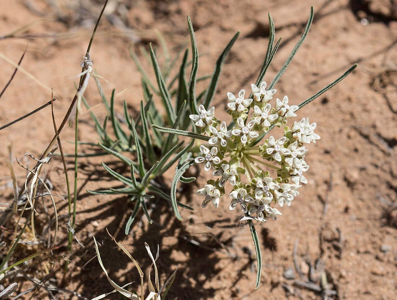 Dwarf milkweed (Asclepias involucrata)