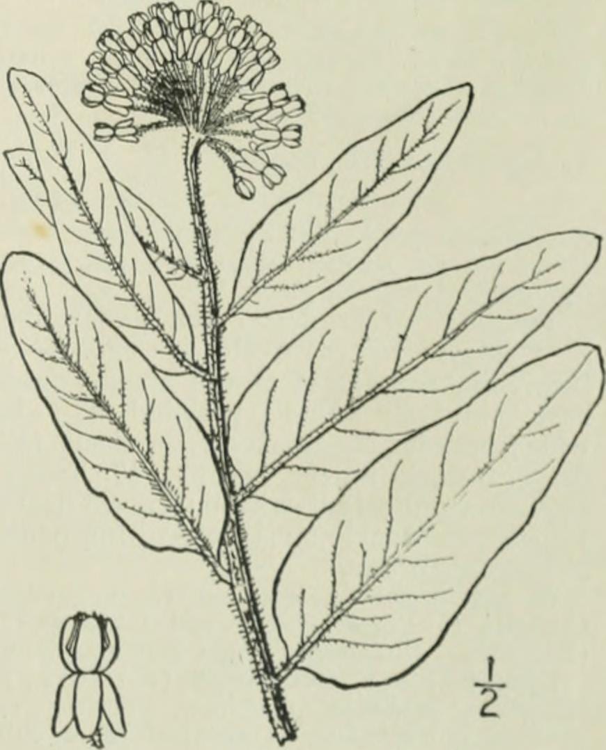 Sidecluster milkweed (Asclepias lanuginosa)