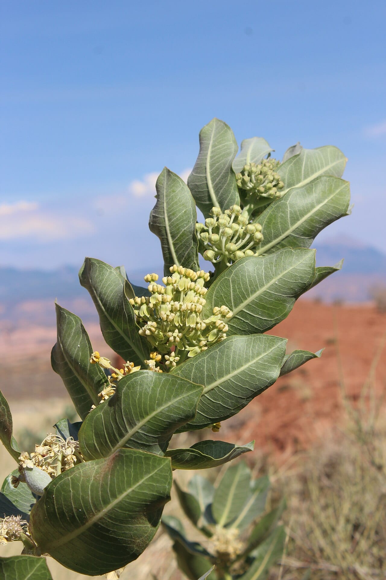 Broadleaf milkweed (Asclepias latifolia)