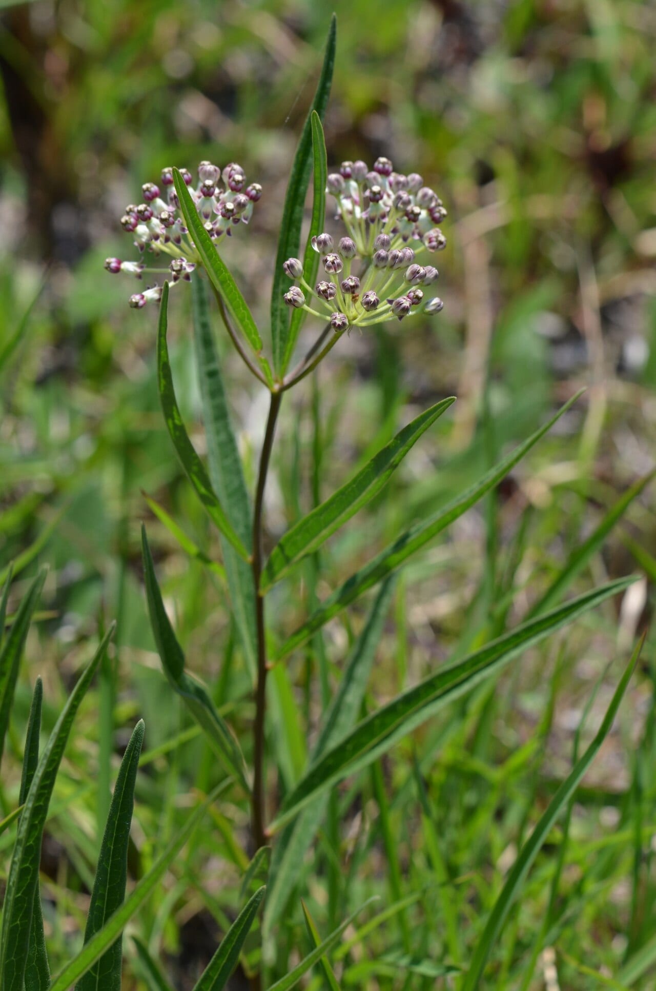 Longleaf milkweed (Asclepias longifolia)
