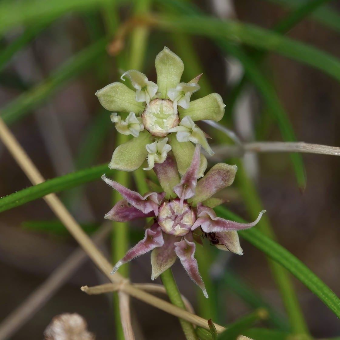 Longhood milkweed (Asclepias macrotis)