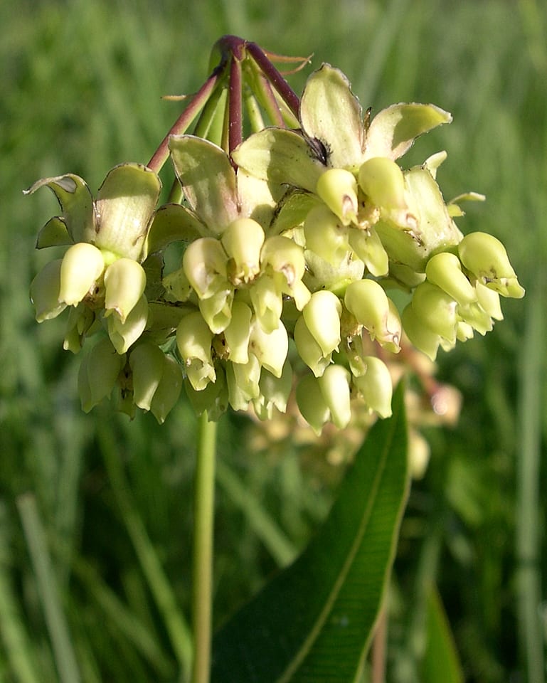 Mead's milkweed (Asclepias meadii)