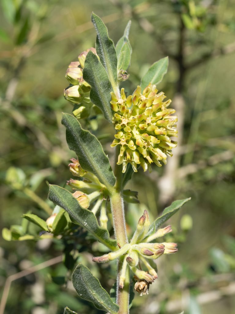 Pineland milkweed (Asclepias obovata)