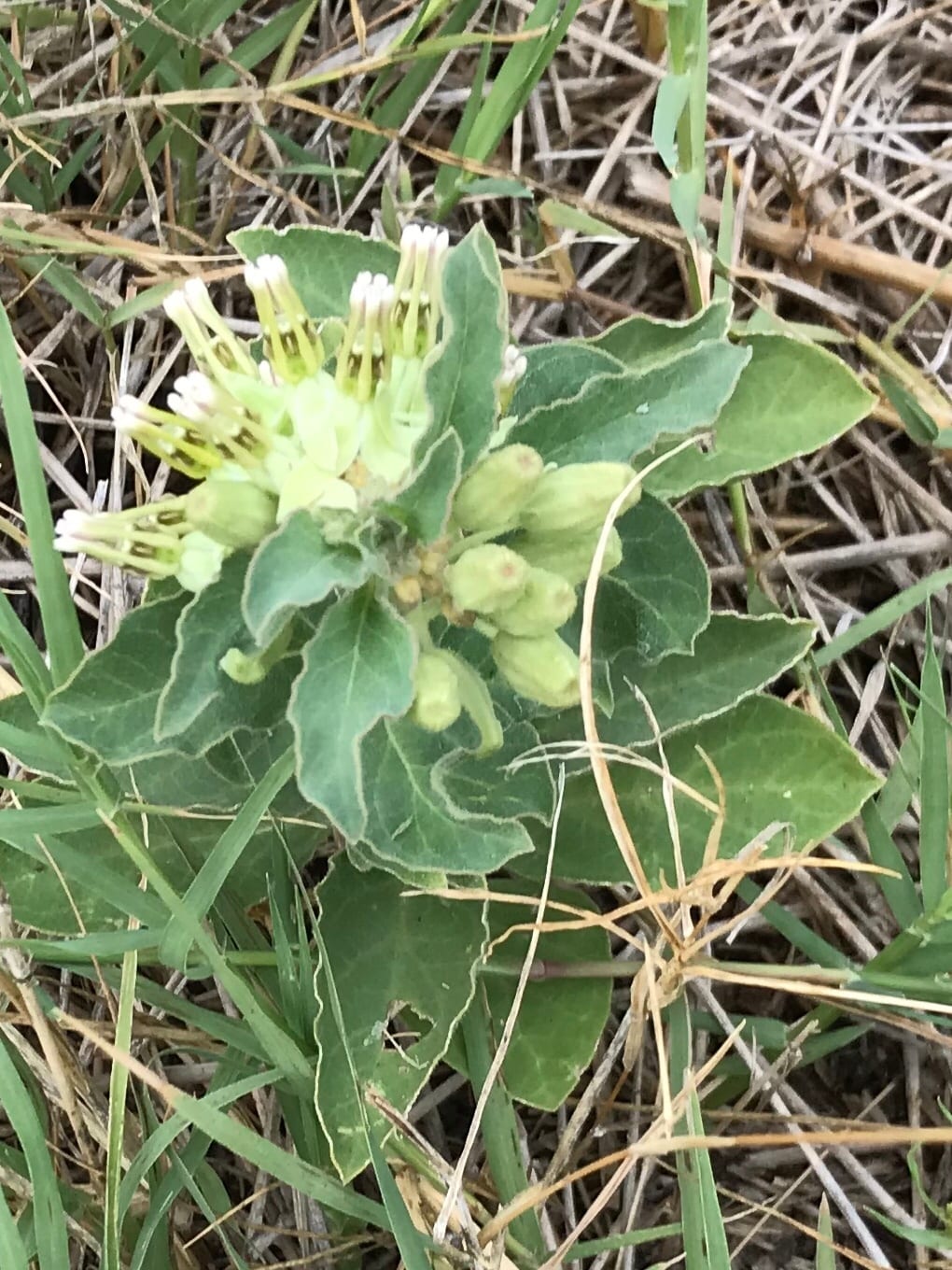 Zizotes milkweed (Asclepias oenotheroides)