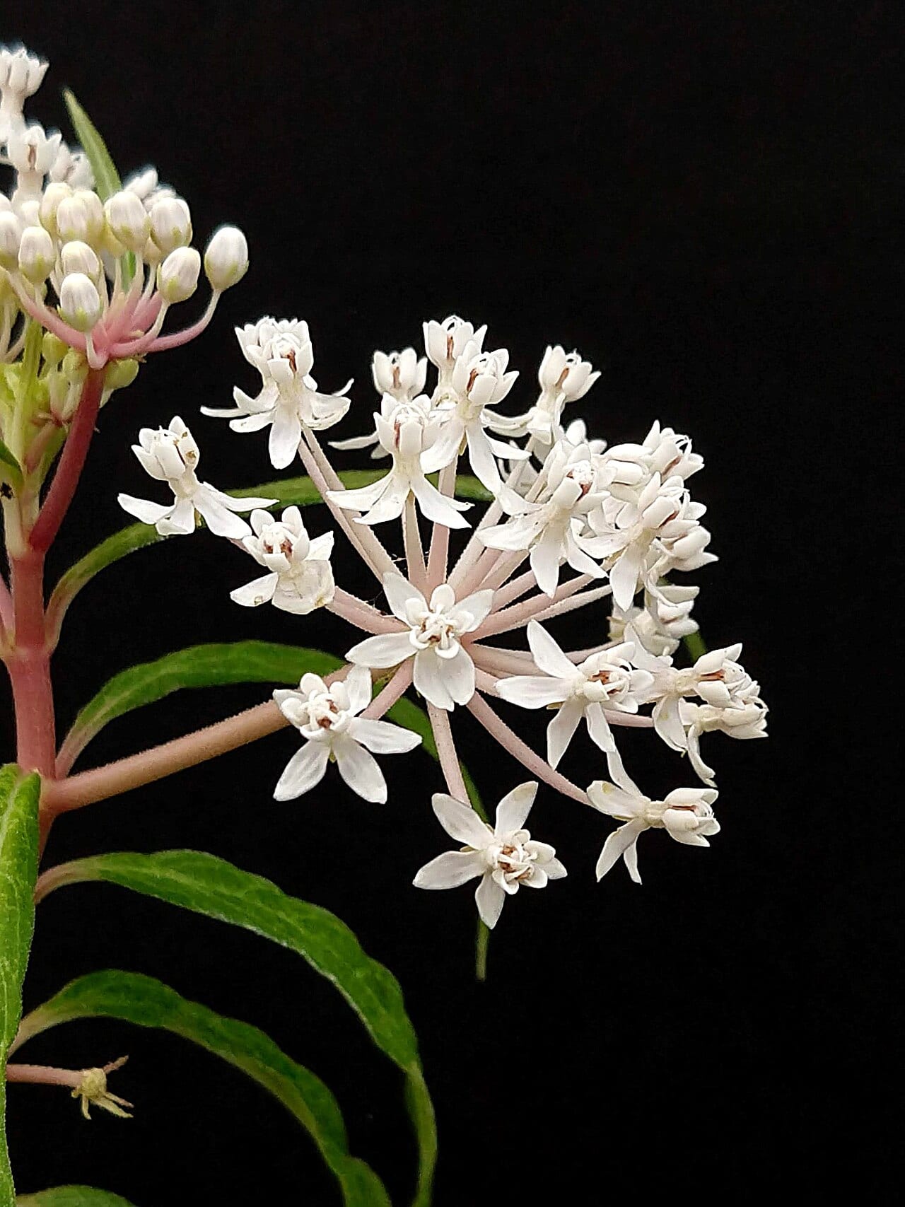 White swamp milkweed (Asclepias perennis)