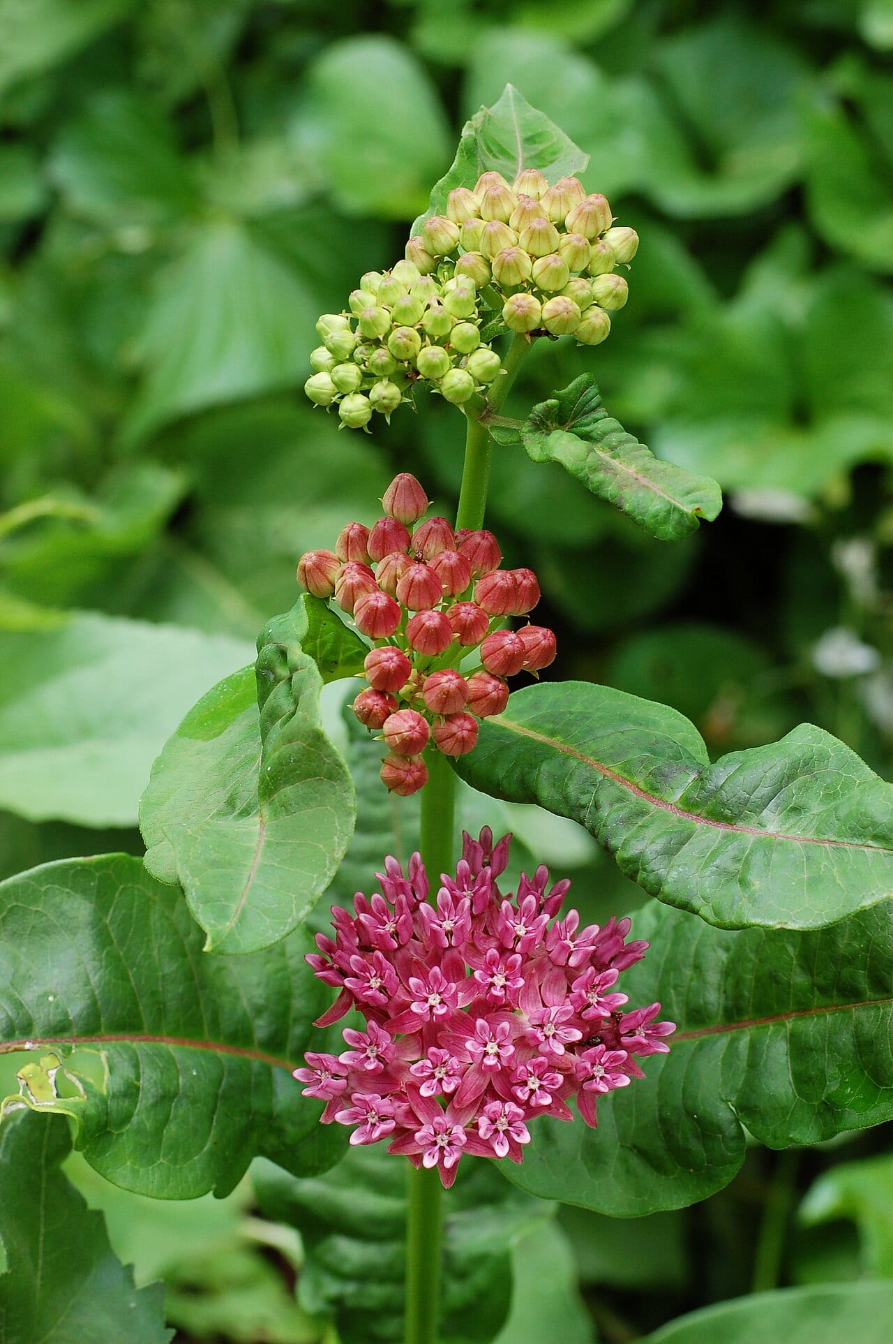 Purple milkweed (Asclepias purpurascens)
