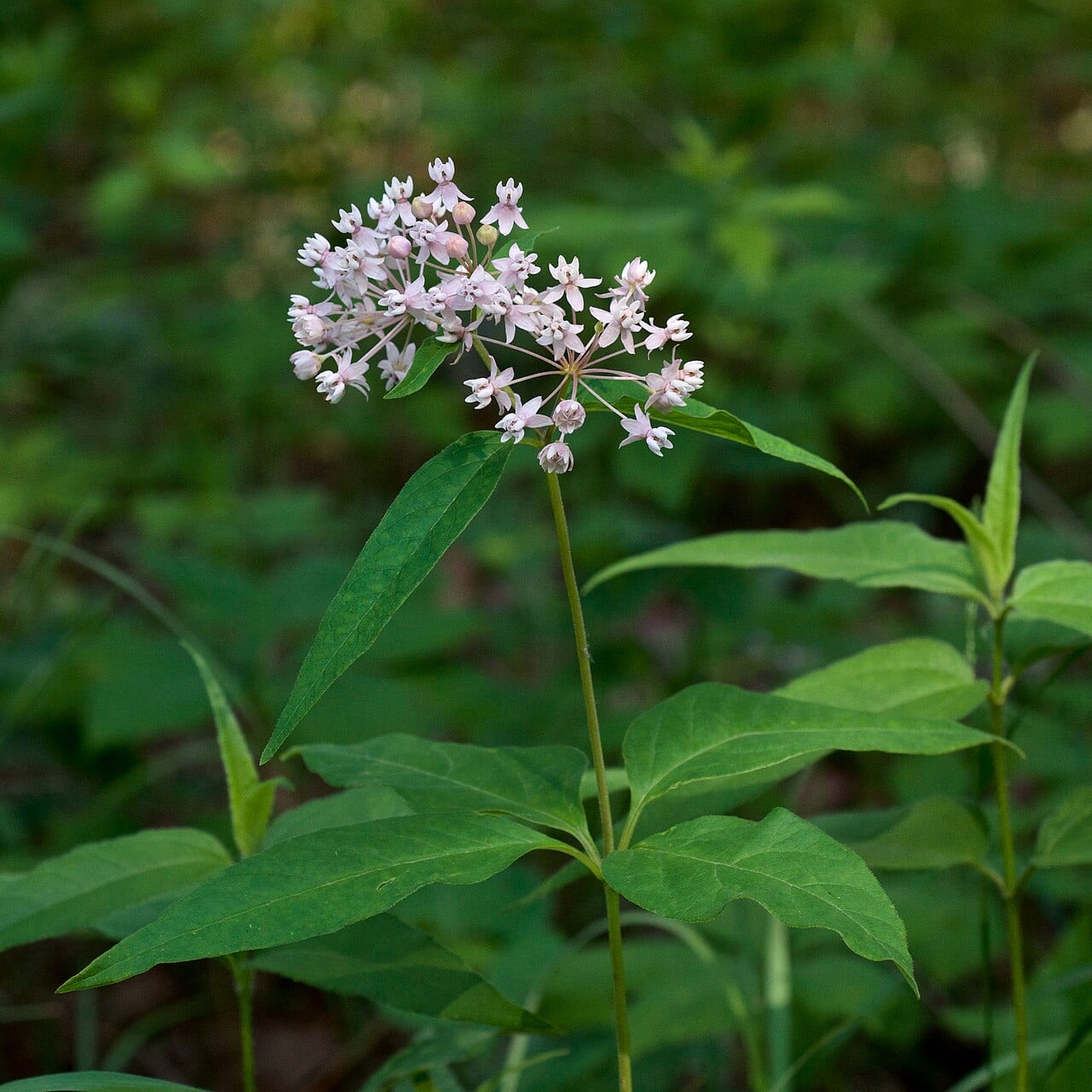 Fourleaf milkweed (Asclepias quadrifolia)