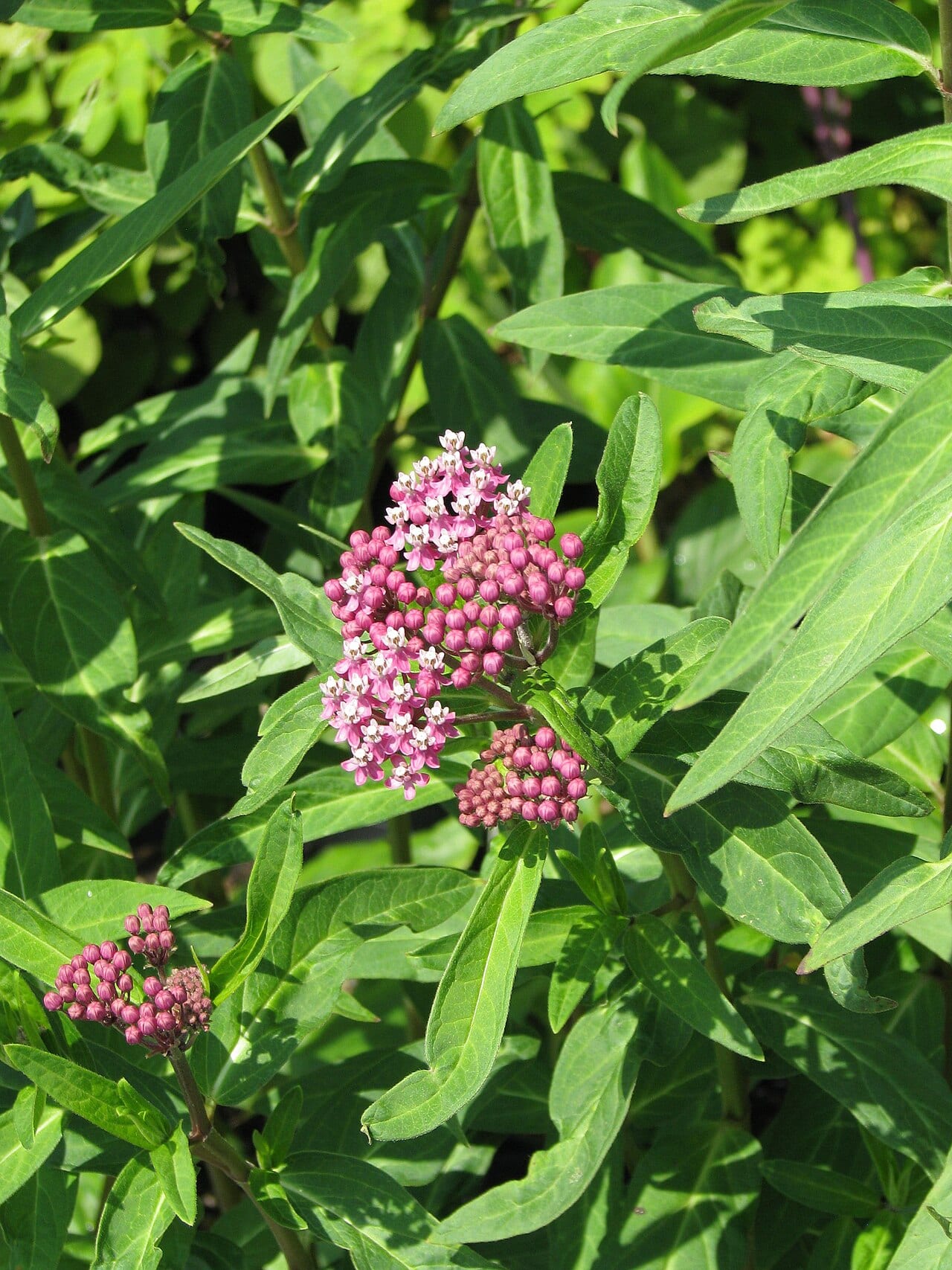 Red milkweed (Asclepias rubra)