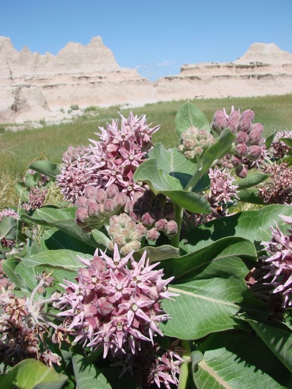 Showy milkweed (Asclepias speciosa)