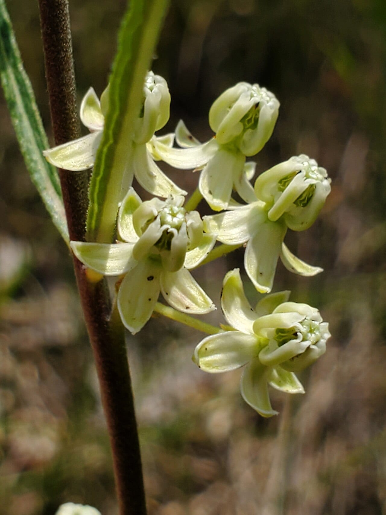 Slimleaf milkweed (Asclepias stenophylla)