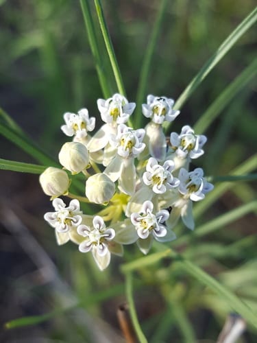 Horsetail milkweed (Asclepias subverticillata)