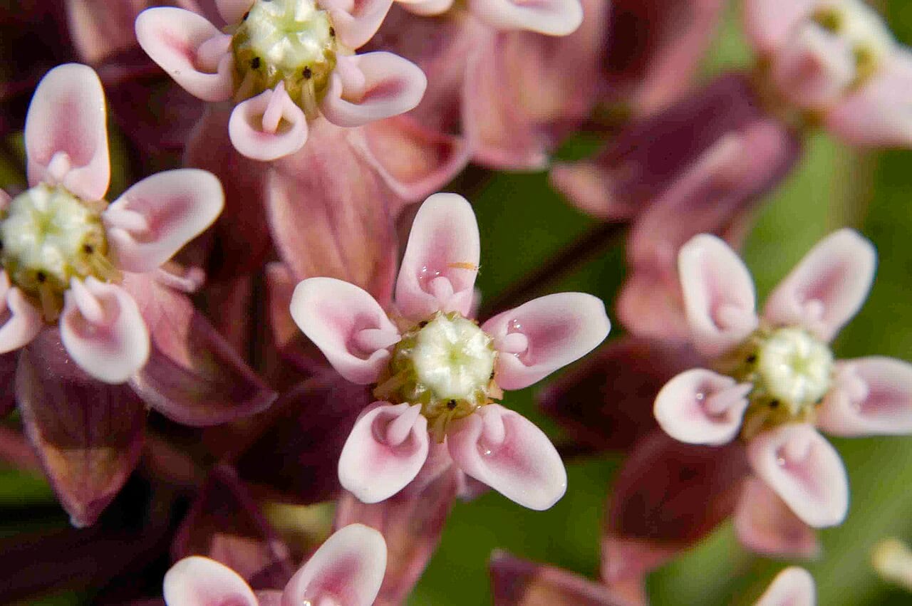 Prairie milkweed (Asclepias sullivantii)