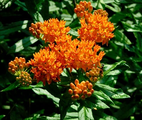 Butterfly milkweed (Asclepias tuberosa ssp. interior)