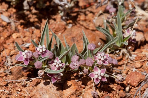 Wheel milkweed (Asclepias uncialis ssp. uncialis)