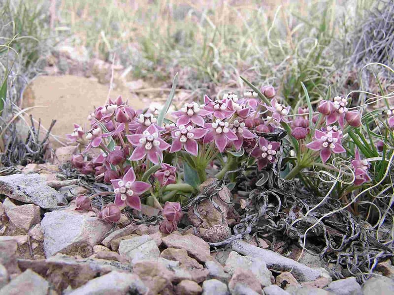 Wheel milkweed (Asclepias uncialis)