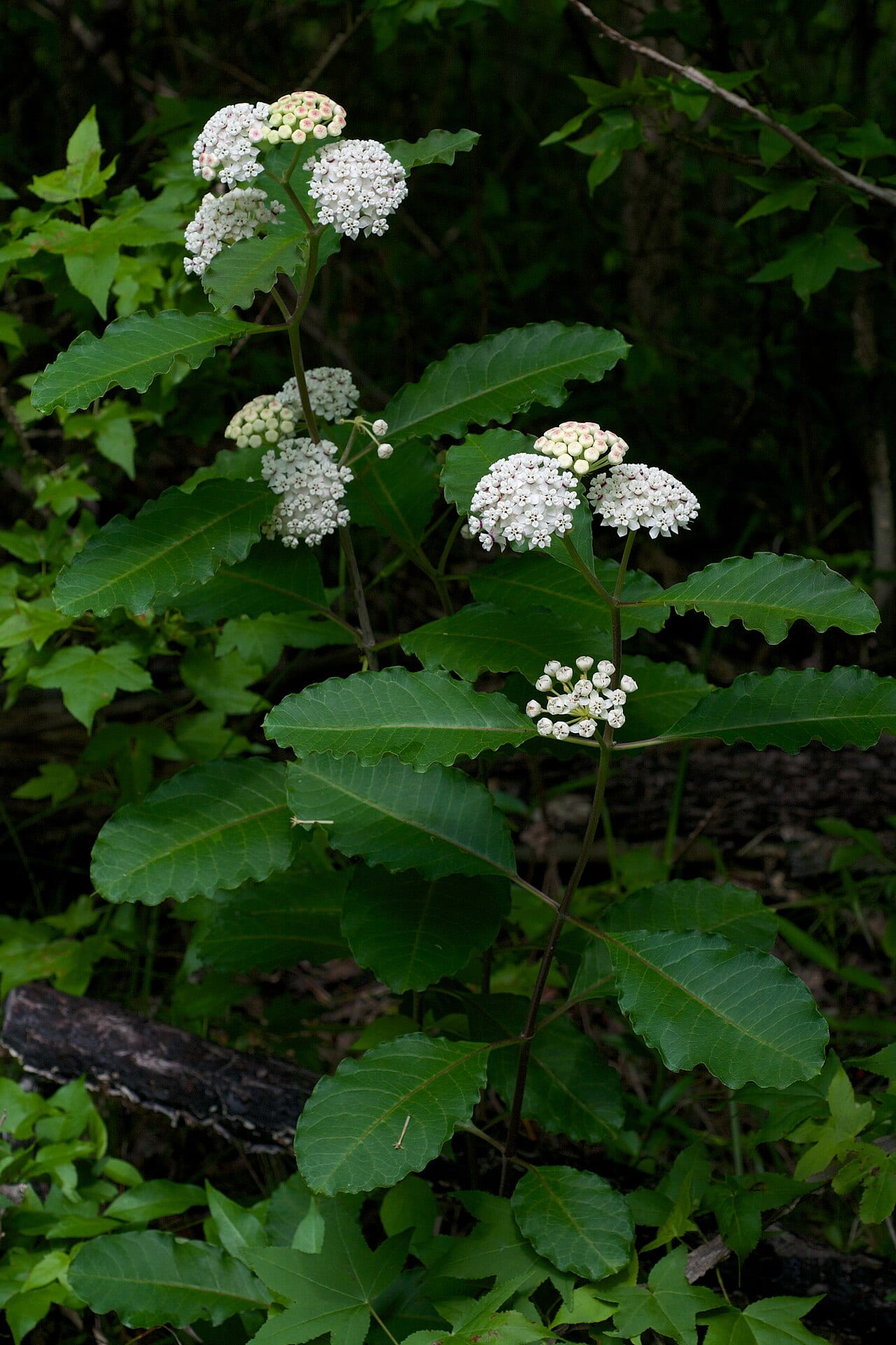 Redring milkweed (Asclepias variegata)