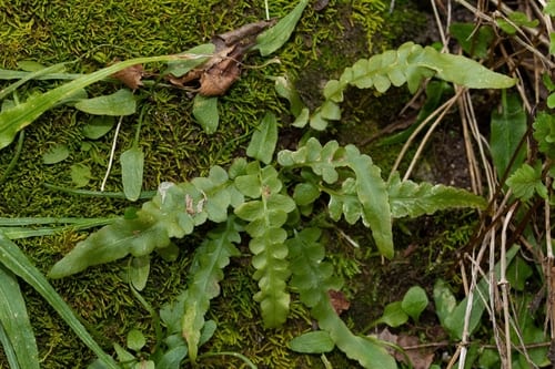 Scott's spleenwort (Asplenium × ebenoides)