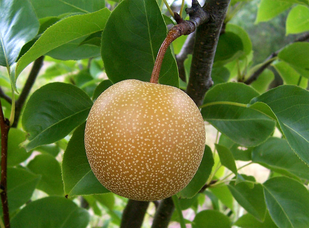 Asian Pear (Pyrus pyrifolia)