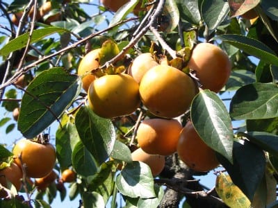 Asian Persimmon (Diospyros kaki)
