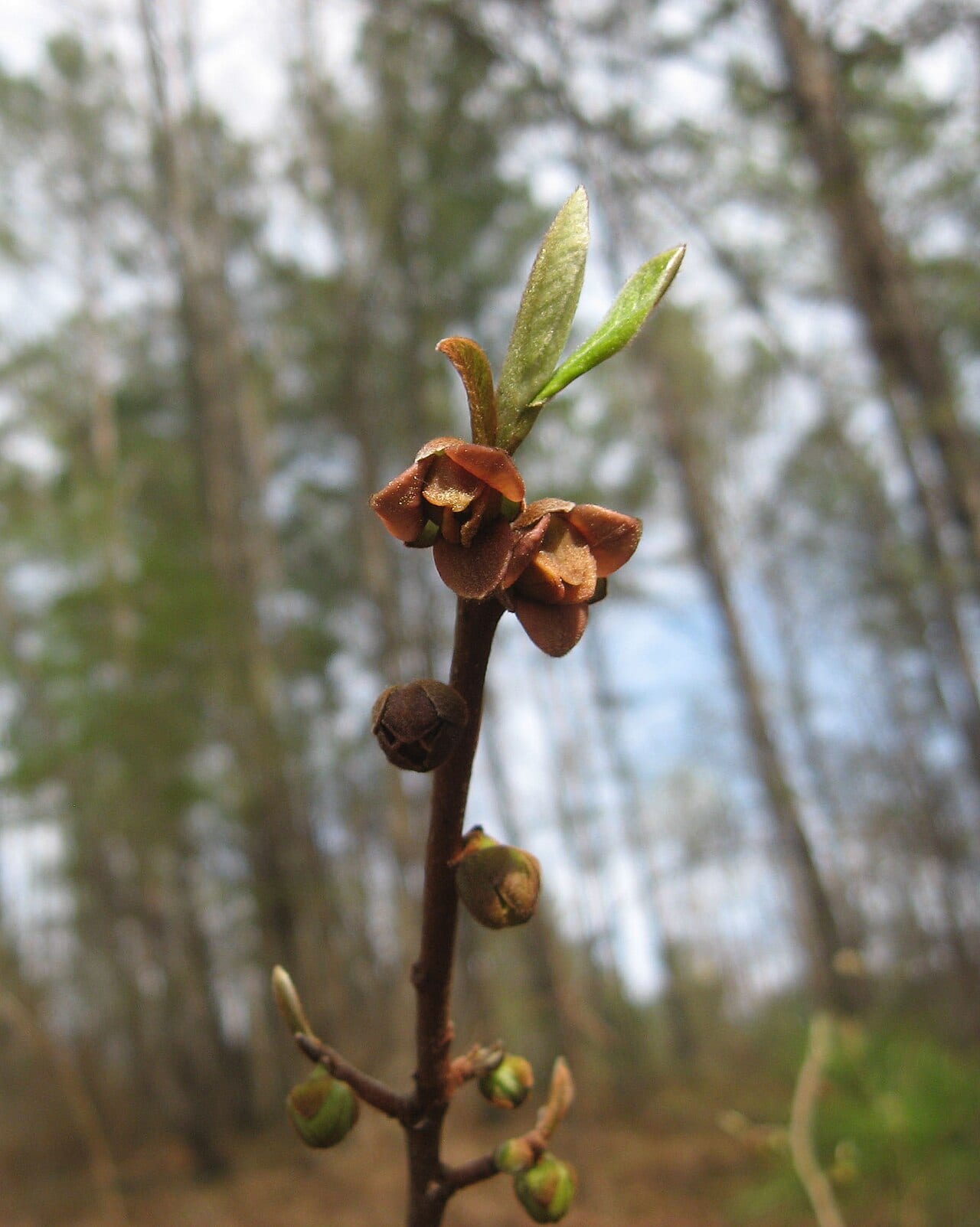 Smallflower pawpaw (Asimina parviflora)