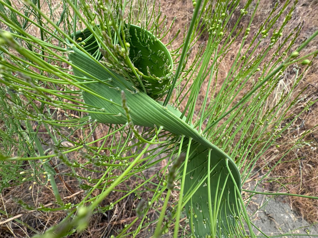 Asparagus (Asparagus officinalis)