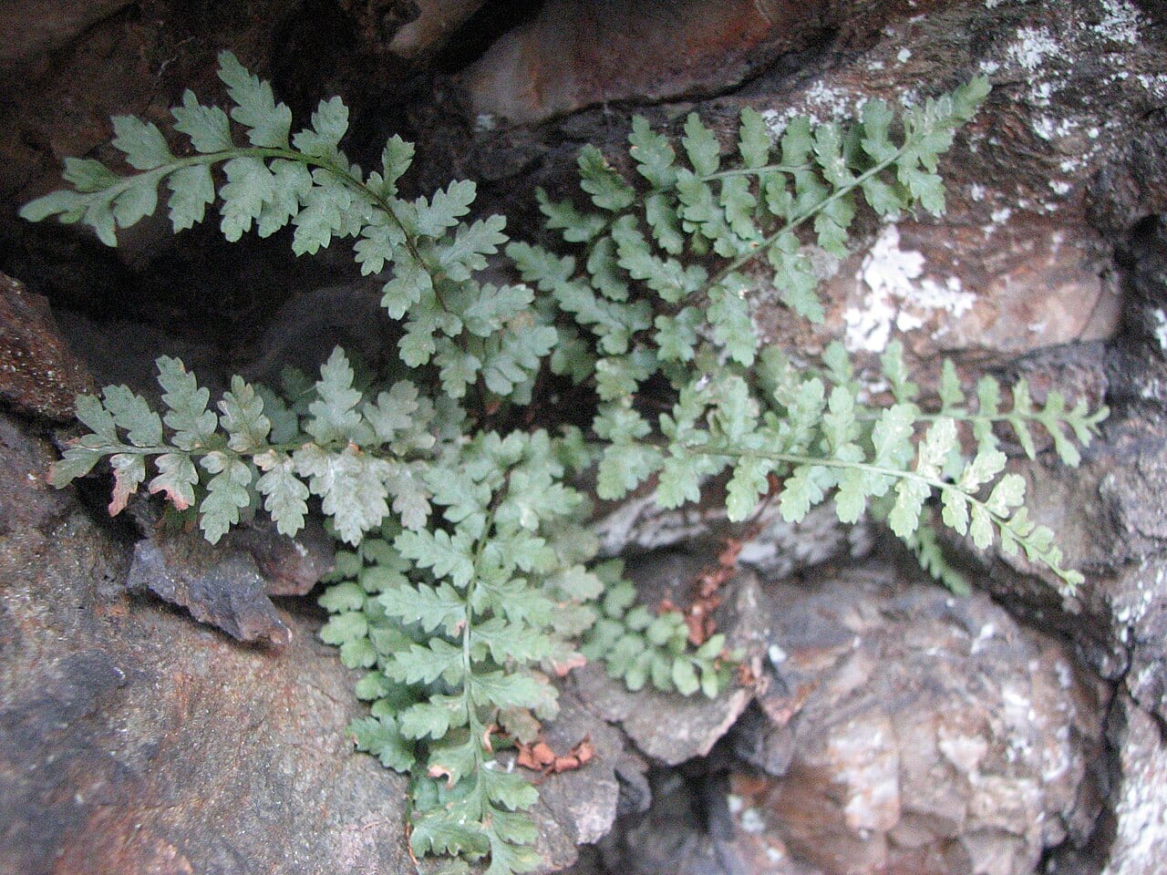 Bradley's spleenwort (Asplenium bradleyi)
